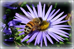 Bees, bugs, and other Critter