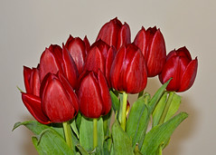 17-10 Tulips
