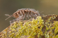 Aquatic sow bugs or water lice (Asellus aquaticus)