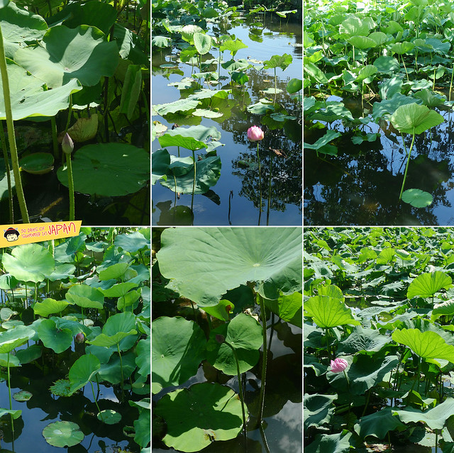 lily pond - ueno park 3