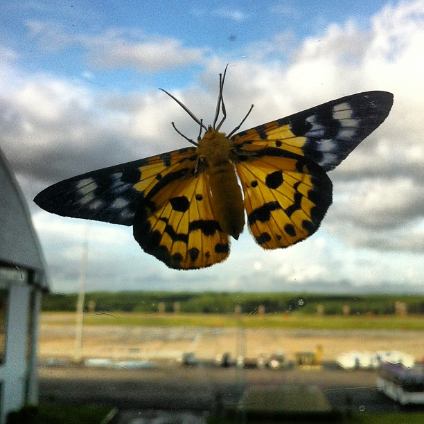 A moth can be as beautiful as a butterfly. Seen at Krabi Airport. #iseefreedom 