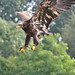 Landing young American Bold Eagle