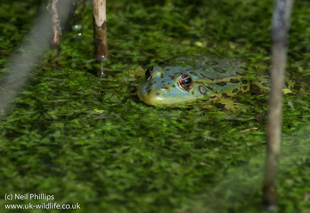 marsh frog-4