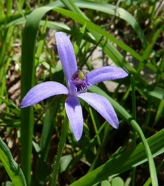Bluebeard Orchid  Pheladenia deformis E Collins