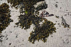 Sleeping Seaweed