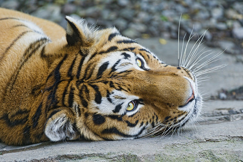 Lailek with head on the ground by Tambako the Jaguar
