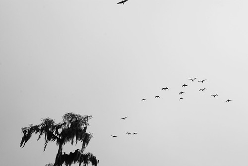 White Ibis in black and white