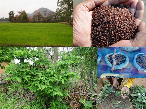 Validated and Potential Medicinal Rice Formulations for Diabetes Type 2 and Prostate Cancer Complications (TH Group-190) from Pankaj Oudhia’s Medicinal Plant Database by Pankaj Oudhia