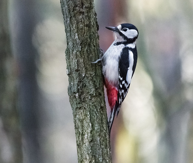 Buntspecht, Woodpecker