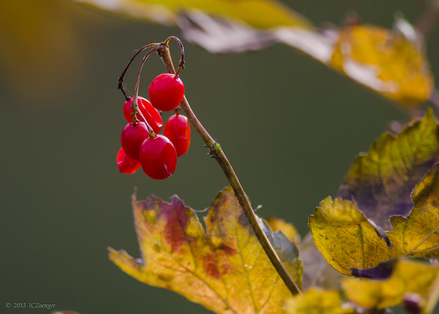 Berries and autumn leaves