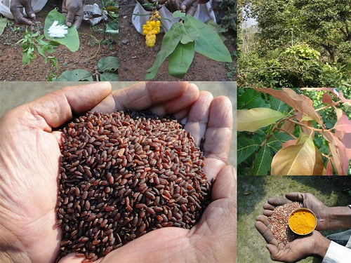 Validated and Potential Medicinal Rice Formulations for Hypertension (High Blood Pressure) with Diabetes mellitus Type 2 Complications (TH Group-296) from Pankaj Oudhia’s Medicinal Plant Database by Pankaj Oudhia