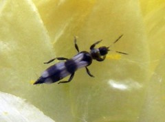 Aeolothripidae