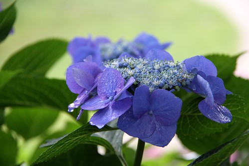 権現堂の紫陽花