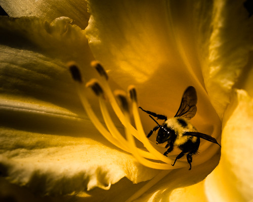Bee by kenfagerdotcom