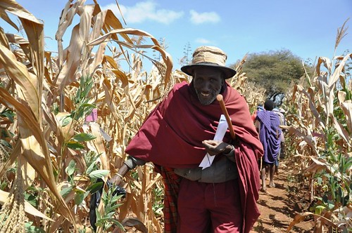 A farmer selecting the maize he liked most