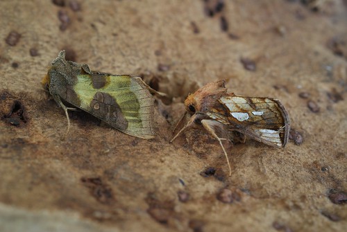 Burnished Brass (Diachrysia chrysitis) and Gold Spot (Plusia festucae)