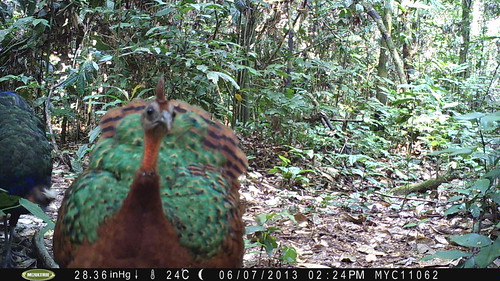 female Congo Peacock