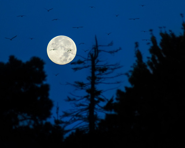Full Moon, Sky, Birds, Moon, Silhouette