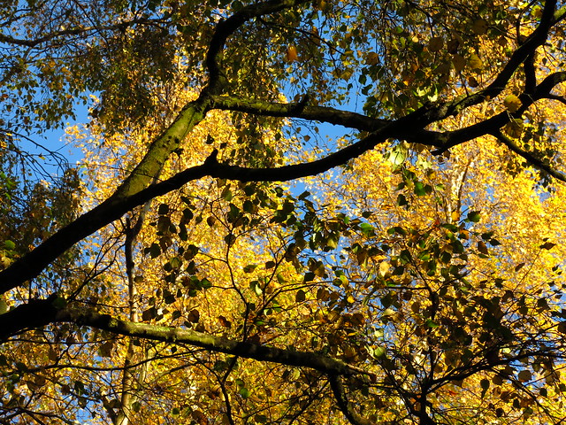 Birch Canopies