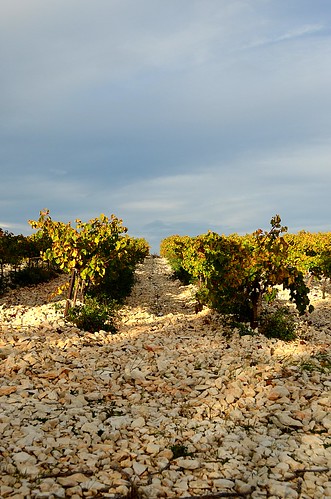 Vineyards of Lirac