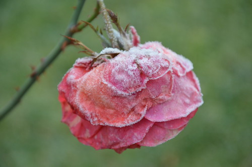 Rose after Frost by Ginas Pics
