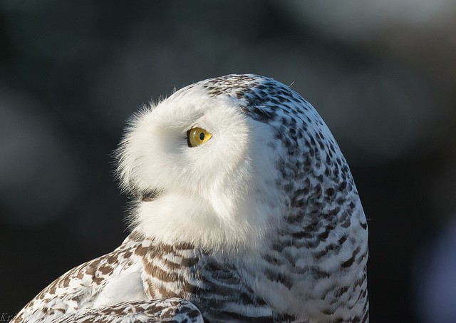 Female Juvi Snowy owl release 1