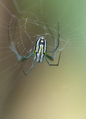 Venusta Orchard Spider (Leucauge venusta)