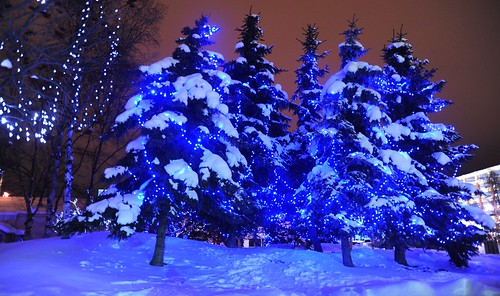 Blue Christmas spruce and birch tree light display, downtown in the snow, Anchorage, Alaska, USA by Wonderlane