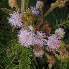 FABACEAE-MIMOSOIDEAE - Mimosa albolanata