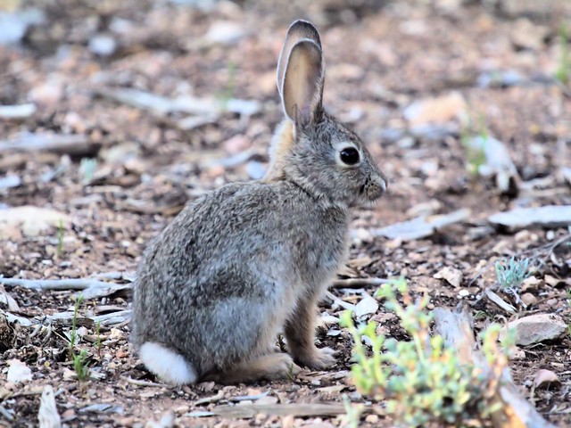 Cottontail Rabbit 20130618