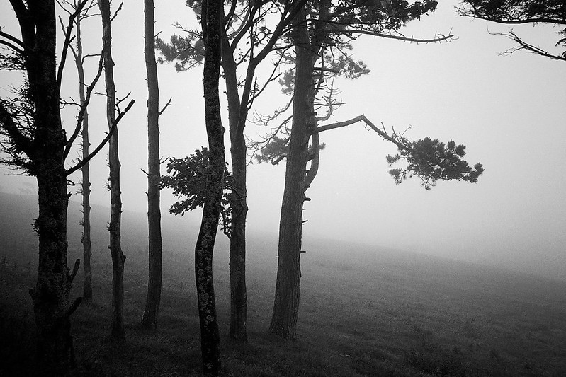 Trees in the mist