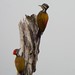 Lesser Flameback Woodpeckers