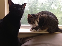 Kittens by the window