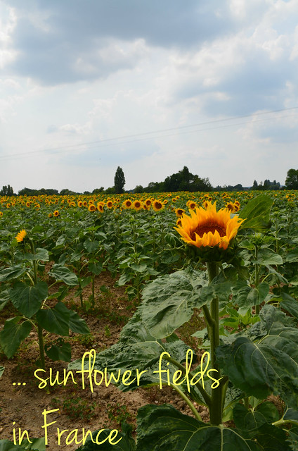 sunflower field in France
