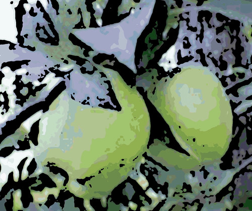 Two Apples at Nashoba Orchard (Digital Woodcut) by randubnick