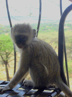 Affenbesuch auf meinem Balkon