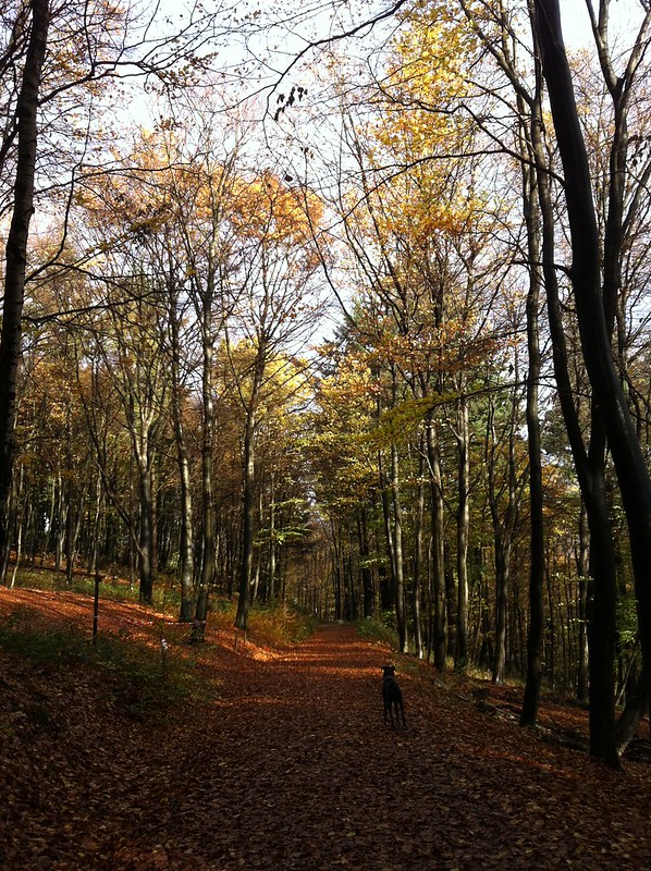 Autumn in the Taunus_Bailey on autumn path