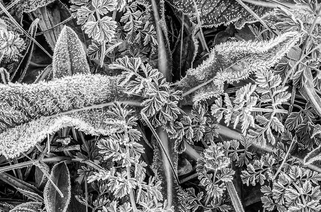 Frost on Assorted Plants bwse