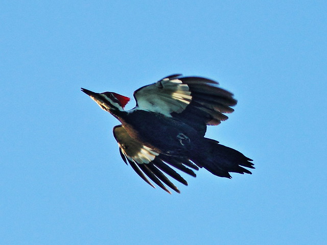 Pileated Woodpecker in flight 3-20131208