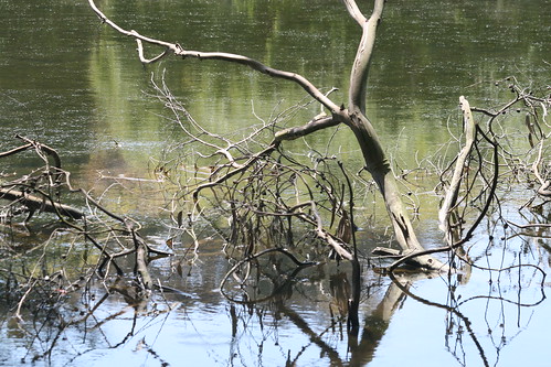 Tree of the Lake