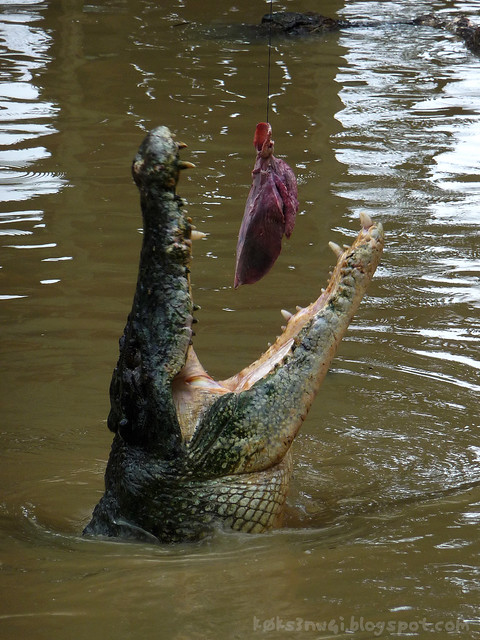 Croc Feeding