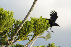 Hamilton Island, Passage Peak Birds