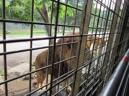 ジャングルバスに近寄るライオン　2013年6月17日15：51 by Poran111