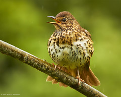 CHATS AND THRUSHES