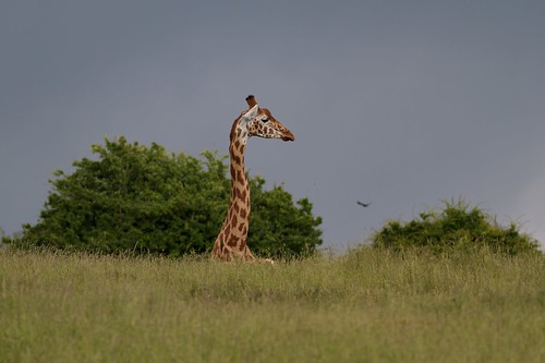 Giraffe by McShug