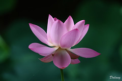 Lotus_2013