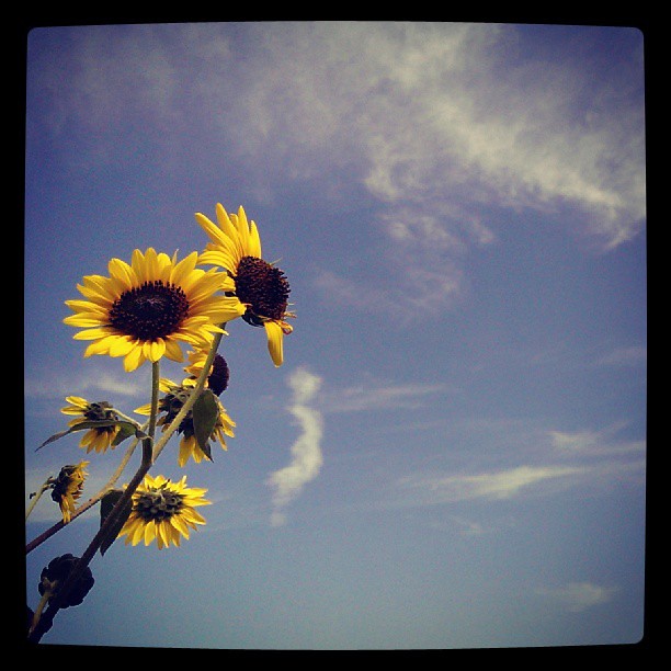 Sunflowers. #photodiary