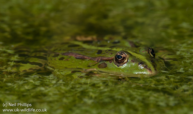 marsh frog-18