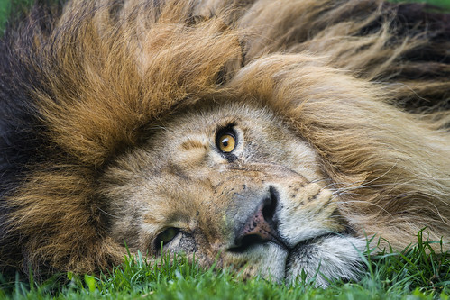 Portrait of a lion lying flat on the ground by Tambako the Jaguar