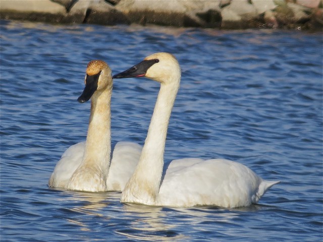 Trumpeter Swan at the Gridley Wastewater Treatment Ponds in McLean County, IL 26